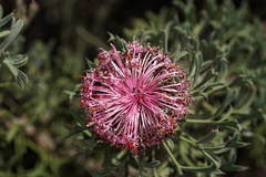 Isopogon dubius