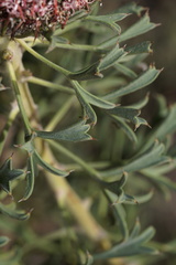 Isopogon dubius
