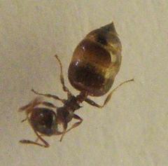 Crematogaster orobia