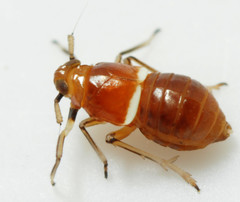 Pissonotus binotatus