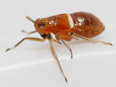 Pissonotus binotatus