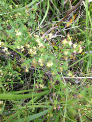 Trillium angustipetalum