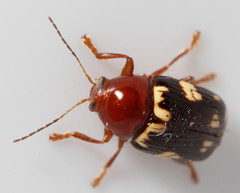 Cryptocephalus badius