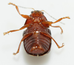 Cryptocephalus badius