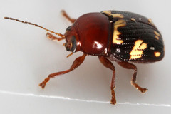Cryptocephalus badius