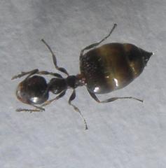 Crematogaster orobia