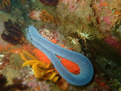 Eptatretus hexatrema