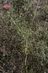 Isopogon dubius