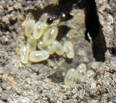 Crematogaster orobia