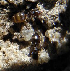Crematogaster orobia