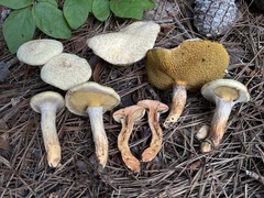 Suillus decipiens