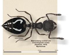 Crematogaster orobia