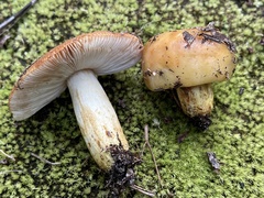 Russula ventricosipes