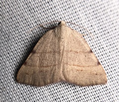 Drepanulatrix bifilata