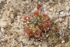 Drosera spilos