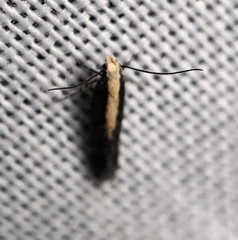 Aroga paraplutella