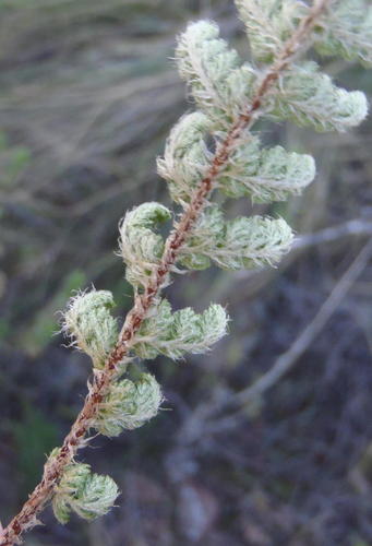 Asplenium cordatum (Asplenium cordatum)