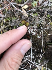 Cladonia cariosa