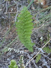 Asplenium cordatum