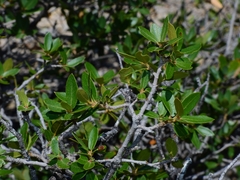 Quercus toumeyi