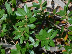 Quercus toumeyi