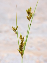 Cyperus sphaerolepis