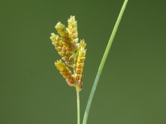 Cyperus sphaerolepis