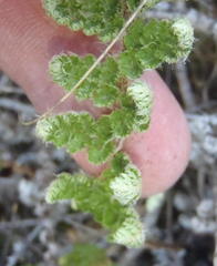 Asplenium cordatum