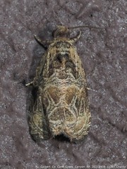 Olethreutes permundana