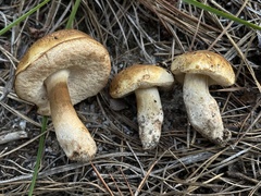 Tylopilus peralbidus