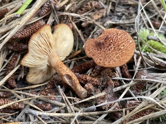 Tricholomopsis formosa