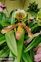 Paphiopedilum