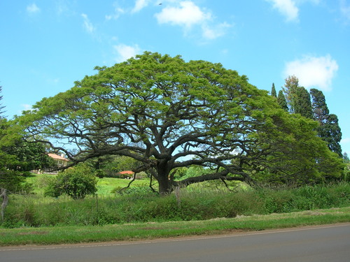 Samanea saman