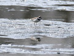 Charadrius dubius