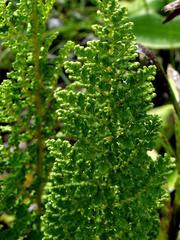 Anemia vestita