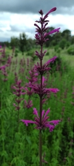 Agastache mexicana