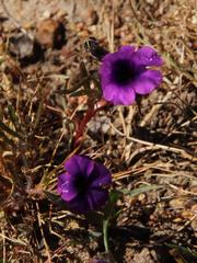Monopsis debilis debilis