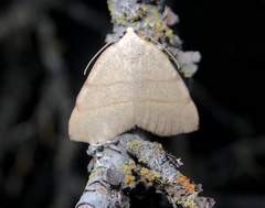 Drepanulatrix bifilata