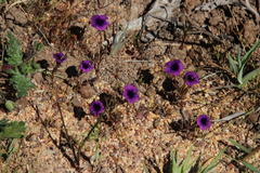Monopsis debilis debilis