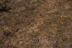 Monopsis debilis debilis