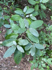 Croton alabamensis