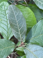 Croton alabamensis