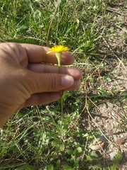 Crepis foetida
