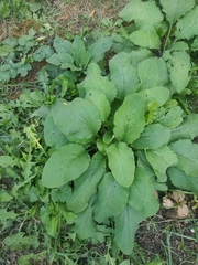 Phlomoides tuberosa