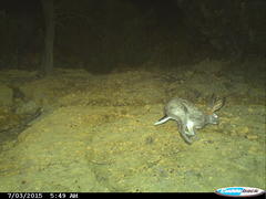 Lepus capensis capensis