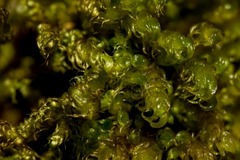 Palustriella falcata