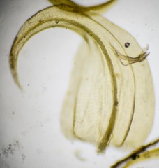 Palustriella falcata