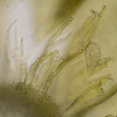 Palustriella falcata