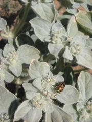 Calidea dregii