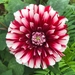 Garden Dahlia - Photo (c) sunnysarah9, some rights reserved (CC BY-NC)